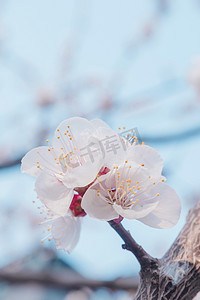 春夏秋冬树枝摄影照片_春夏开花花朵摄影图