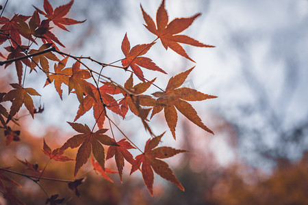 秋季枫叶树叶摄影照片_栖霞山枫叶摄影图