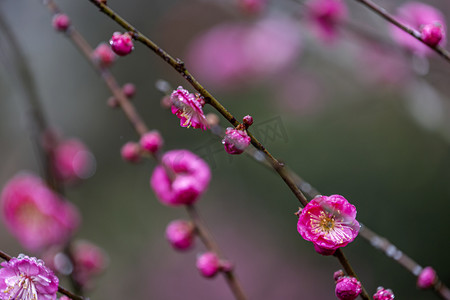 冬天雨后梅花摄影图