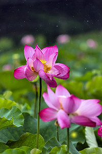 雨后荷花摄影图