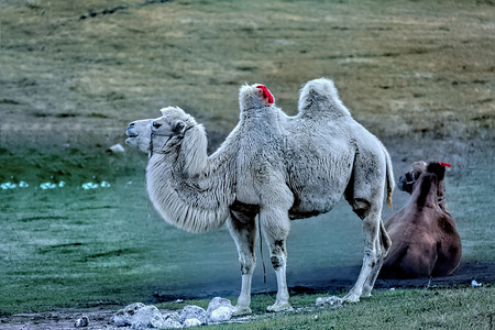 骆驼和草地摄影图