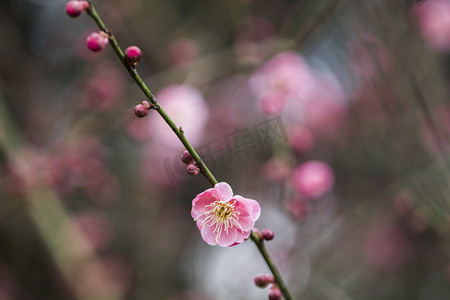 腊月梅花摄影照片_杭州植物园风景红梅花枝特写摄影图