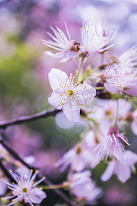 一只花儿出墙来摄影照片_春天公园里面的鲜花特写之樱花自然风景摄影图