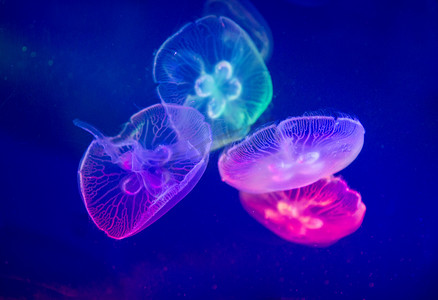 海洋馆拍摄影之水母摄影图