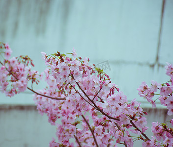 春天清新日系樱花自然风景摄影图