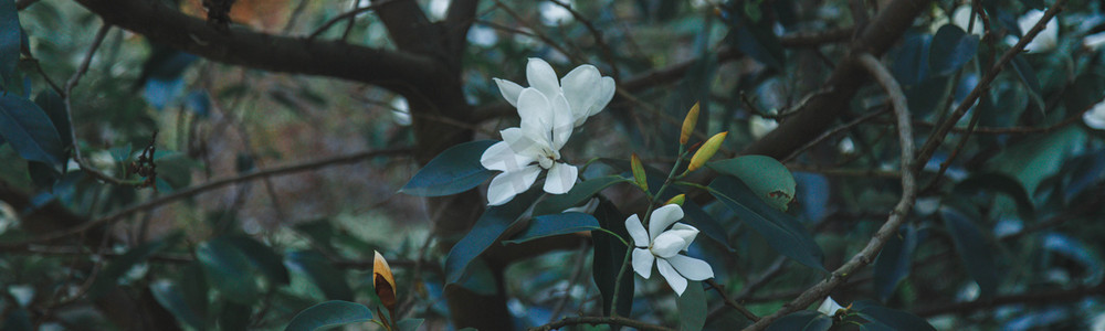 白花绿叶植物自然风景摄影图