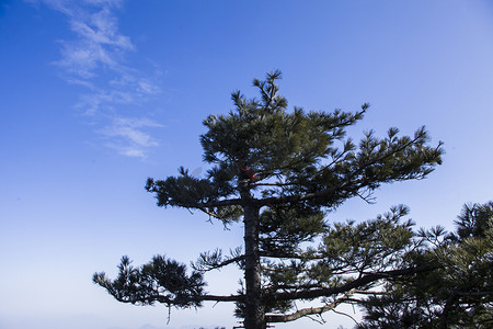 自然风光尧山古树摄影图