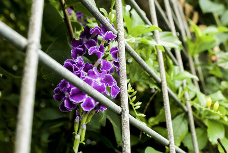 春夏紫色花朵开放摄影图