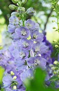 紫色鲜花摄影照片_淡紫色飞燕草摄影图