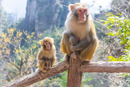 残害动物摄影照片_猴子母子摄影图
