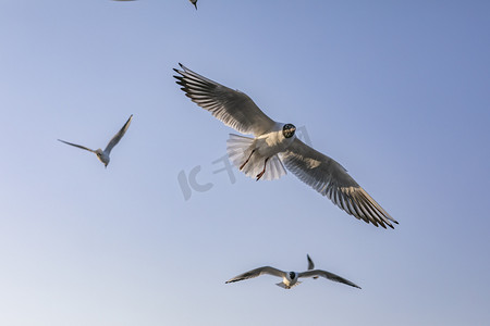 飞翔摄影照片_云南滇池湖上飞翔海鸥摄影图