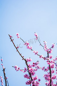 春季必备摄影照片_春天鲜艳桃花摄影图