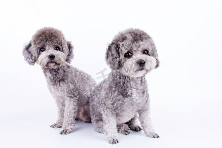 两只灰色贵宾犬摄影图