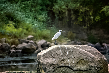 水鸟摄影照片_鸬鹚石头和水面摄影图