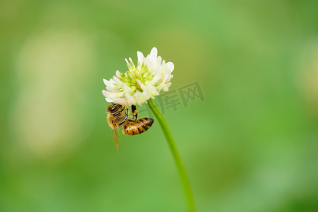白色花朵上采蜜蜜蜂摄影图