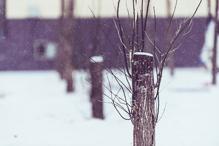 小雪印章摄影照片_风雪中被砍伐过树根摄影图