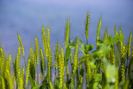 稻子摄影照片_阳光照射下小麦摄影图