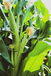 成熟玉米摄影图