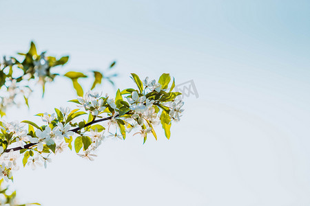 简约你好春天摄影照片_清新风花朵摄影图