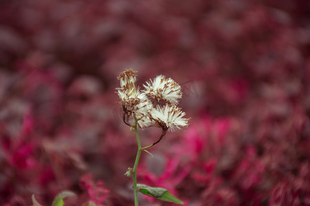 红叶植物丛里蒲公英自然风景摄影图