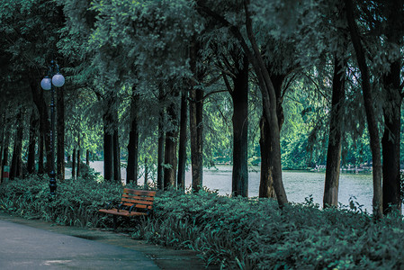 公园一角树木摄影图