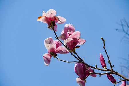 春天公园里粉色玉兰花自然风景摄影图