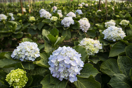 盛开绣球花紫阳花摄影图