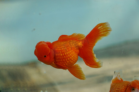 淡水金鱼红狮摄影图