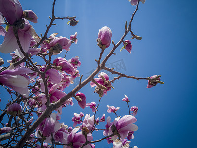 紫玉兰摄影照片_春天盛开花朵紫玉兰花摄影图