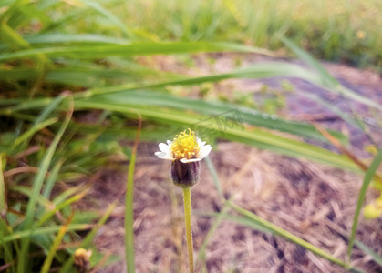 春天小雏菊摄影照片_小雏菊摄影图