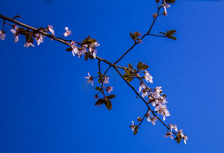 蓝天下桃花树自然风景摄影图