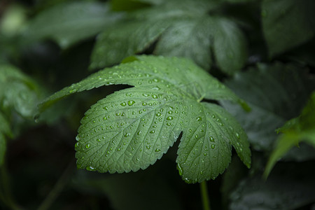 夏天植物下雨叶子摄影图