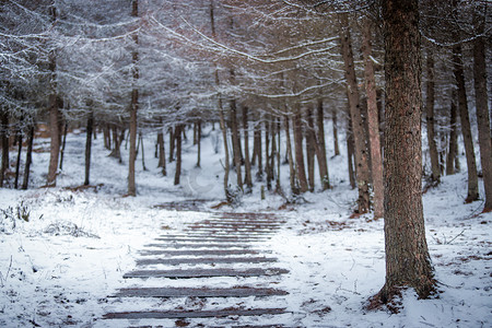 杉树林摄影照片_雪后石梯树木摄影图