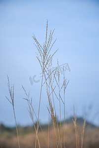 小清新文艺风景植物小草摄影图