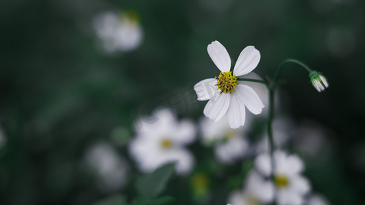 简约小花摄影图