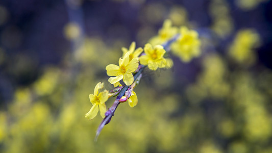 春天黄色小花自然风景摄影图