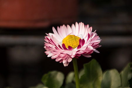 一瓣菊花摄影照片_春天花开小菊花花朵自然风景摄影图