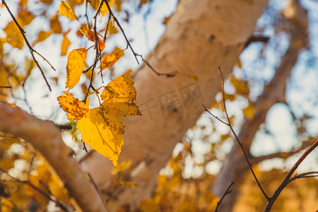 树干与残叶秋天摄影图