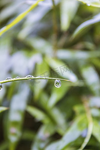 常见植物上雨水摄影图