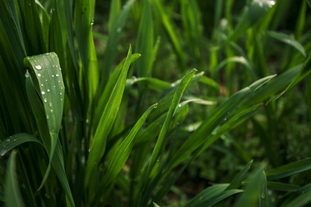 雨景摄影照片_小麦绿叶上水珠雨景摄影图