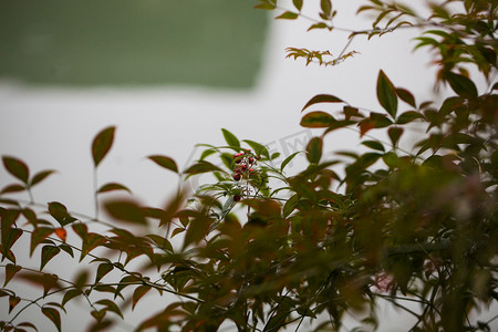 杭州植物园花草叶子摄影图