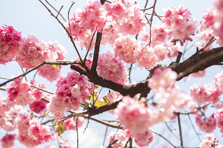 春天盛开桃花花枝自然风景摄影图