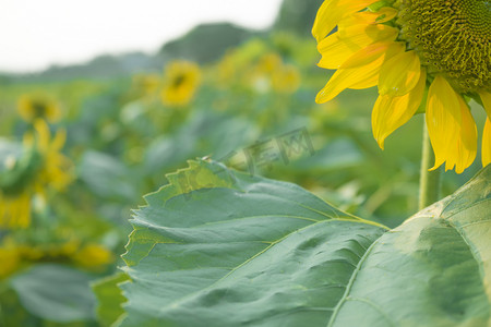 夏日清新植物摄影照片_清新向日葵摄影图