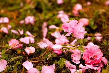 春天你好摄影照片_春天粉色山茶花粉色花朵摄影图