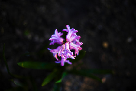 粉色绿植摄影照片_花朵绿植盛开自然风景摄影图