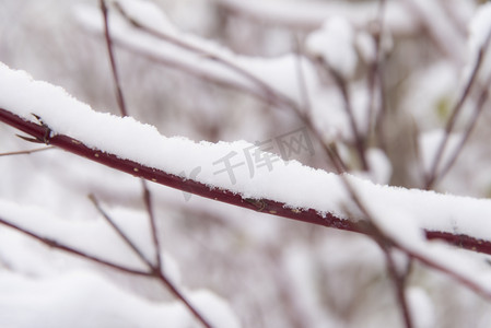 冬天大雪树枝雪景局部特写摄影图