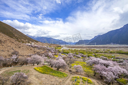 你好三月摄影照片_林芝桃花林摄影图