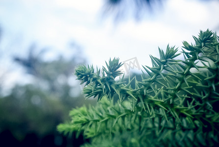 朦胧自然摄影照片_针状绿色植物虚化自然风景摄影图