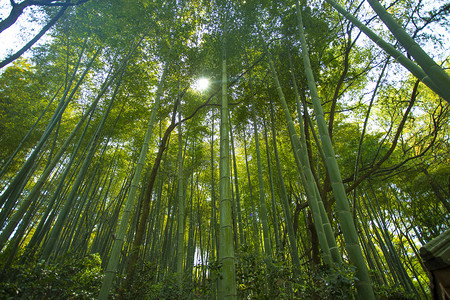竹林自然风景摄影图