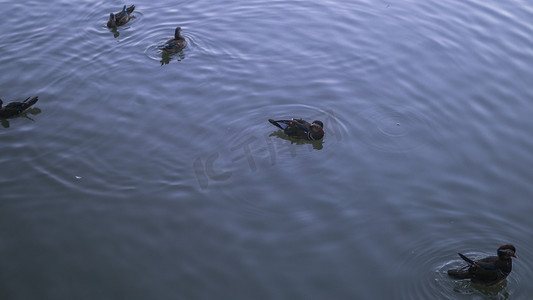 池塘鸳鸯摄影图